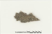 藏品(細鱗蘚科)的圖片